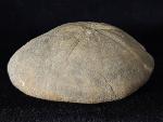 Clypeus ploti (LESKE 1778) - Bild © FossNet FossilienStore
